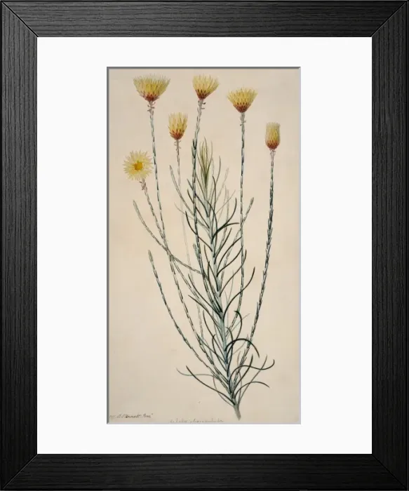 Framed Print : Edmondia sesamoides, everlasting Framed Print : Edmondia sesamoides, everlasting