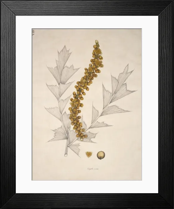 Framed Print : Wallichia caryotoides, wallich palm Framed Print : Wallichia caryotoides, wallich palm