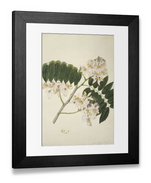 Framed Print : Cassia nodosa, pink cassia Framed Print : Cassia nodosa, pink cassia