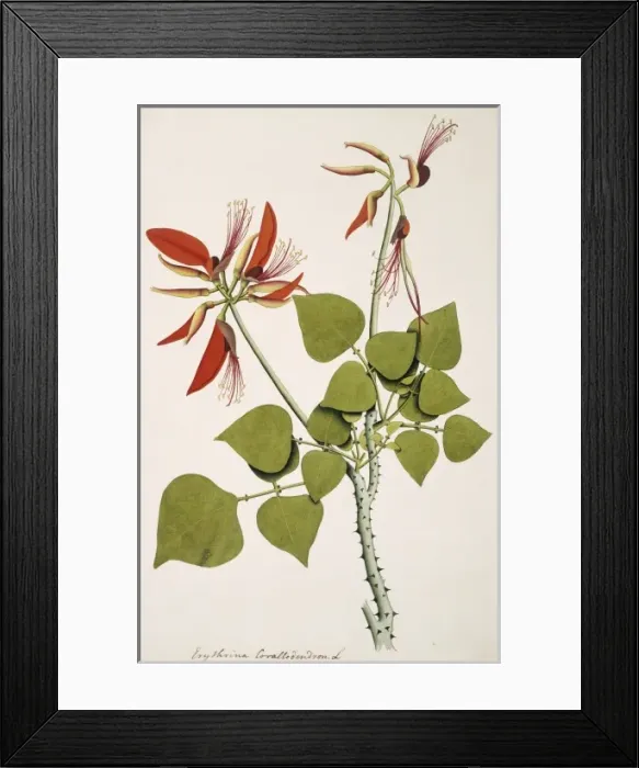 Framed Print : Erythrina corallodendron, coral bean tree Framed Print : Erythrina corallodendron, coral bean tree