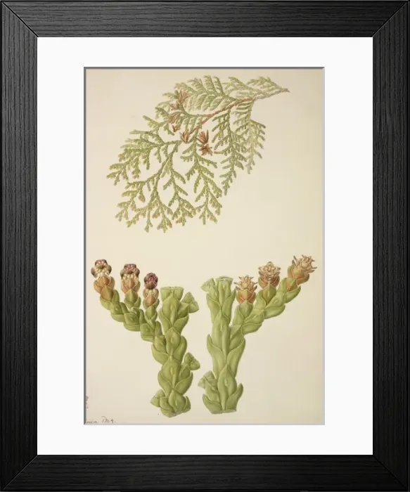 Framed Print : Conifer watercolour by Franz Bauer Framed Print : Conifer watercolour by Franz Bauer