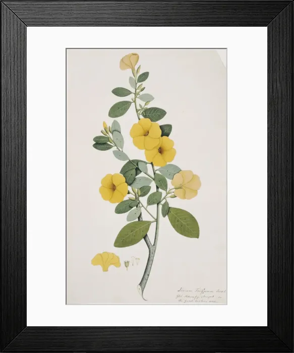 Framed Print : Reinwardtia trigyna, yellow flax Framed Print : Reinwardtia trigyna, yellow flax