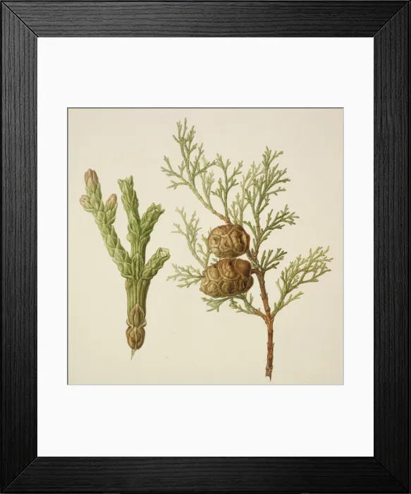 Framed Print : Conifer watercolour by Franz Bauer Framed Print : Conifer watercolour by Franz Bauer