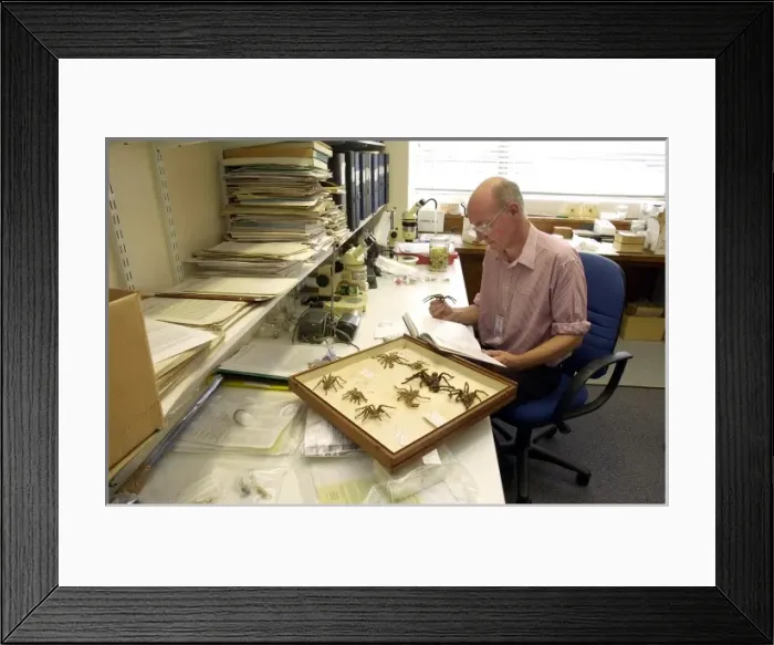 Framed Print : Scientist identifying specimens Framed Print : Scientist identifying specimens