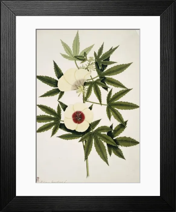 Framed Print : Hibiscus cannabinus, kenaf Framed Print : Hibiscus cannabinus, kenaf