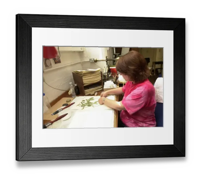 Framed Print : Curator working in Botany Department Framed Print : Curator working in Botany Department