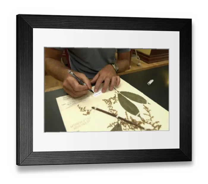 Framed Print : Scientist working in herbarium Framed Print : Scientist working in herbarium