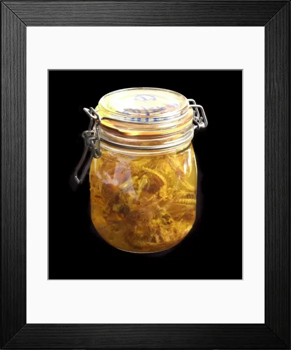 Framed Print : Cetacea (order), cetacean stomach contents Framed Print : Cetacea (order), cetacean stomach contents