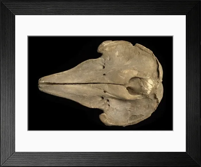 Framed Print : Cetacea (order), whale Framed Print : Cetacea (order), whale