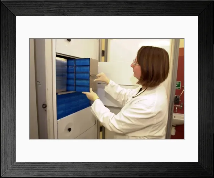 Framed Print : Scientist working with tissue collections Framed Print : Scientist working with tissue collections