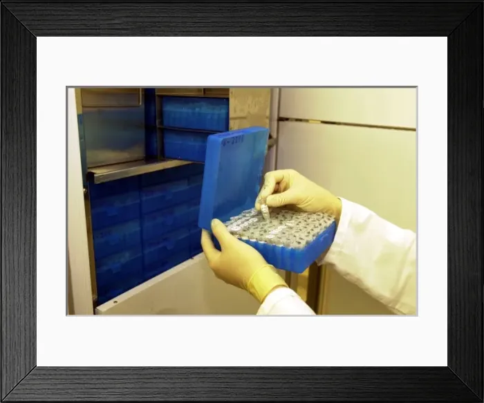 Framed Print : Scientist working with tissue collection Framed Print : Scientist working with tissue collection