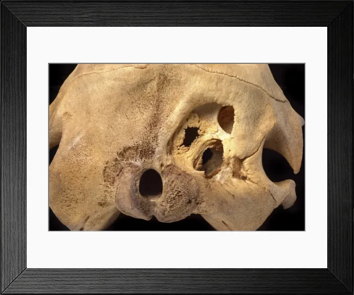 Framed Print : Kogia breviceps, pygmy sperm whale Framed Print : Kogia breviceps, pygmy sperm whale