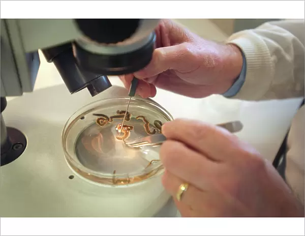 Scientist working with a ragworm specimen