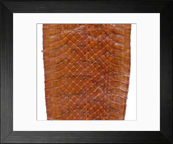 Framed Print : Snake skin Framed Print : Snake skin