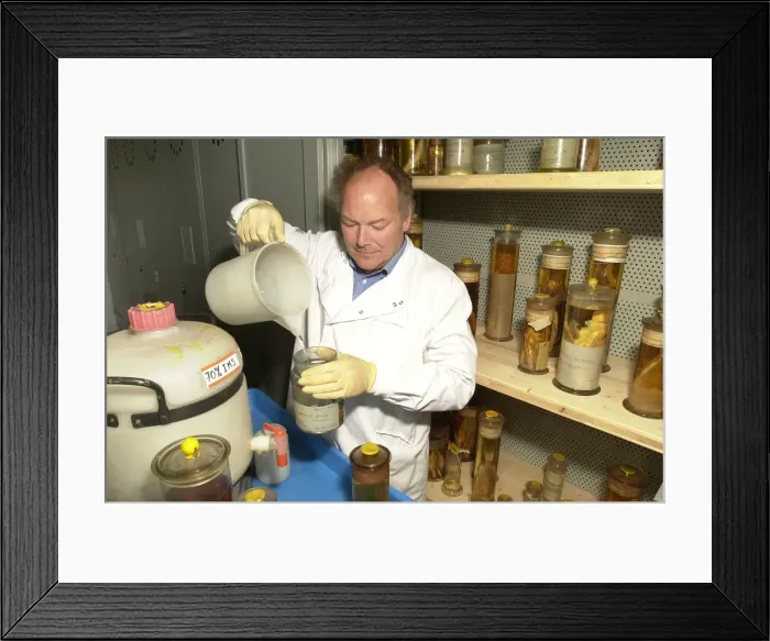 Framed Print : Scientist working in Darwin Centre Framed Print : Scientist working in Darwin Centre