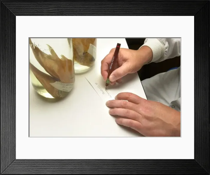Framed Print : Specimen label Framed Print : Specimen label