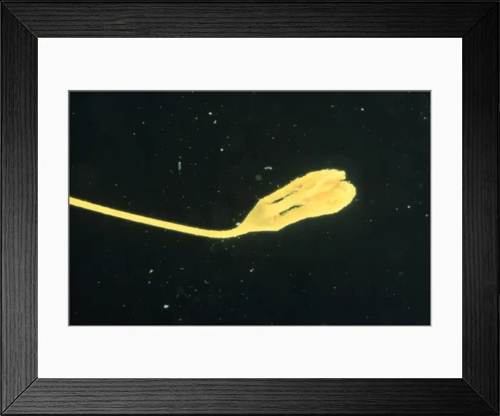 Framed Print : Gephyrocri nus grimaldii Framed Print : Gephyrocri nus grimaldii
