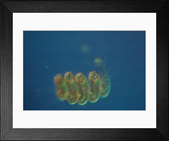 Framed Print : Sylligheri hirsuta Framed Print : Sylligheri hirsuta