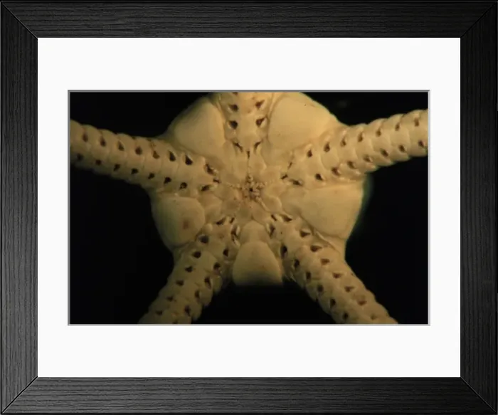 Framed Print : Brittlestar Framed Print : Brittlestar