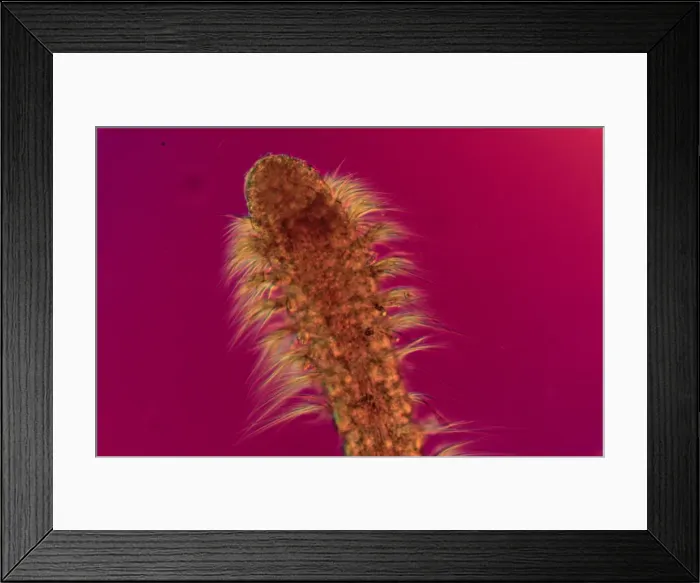 Framed Print : Polychaete worm Framed Print : Polychaete worm