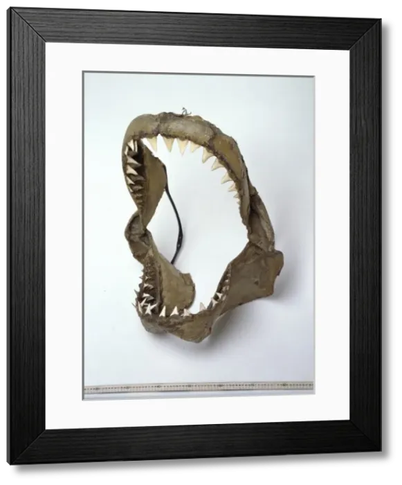 Framed Print : Carcharodon carcharias, great white shark Framed Print : Carcharodon carcharias, great white shark
