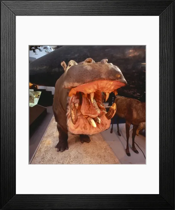 Framed Print : Hippopotamus amphibius, hippopotamus Framed Print : Hippopotamus amphibius, hippopotamus
