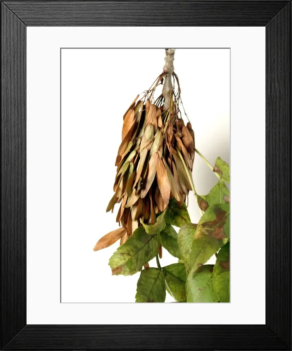 Framed Print : Fraxinus excelsior, ash tree Framed Print : Fraxinus excelsior, ash tree