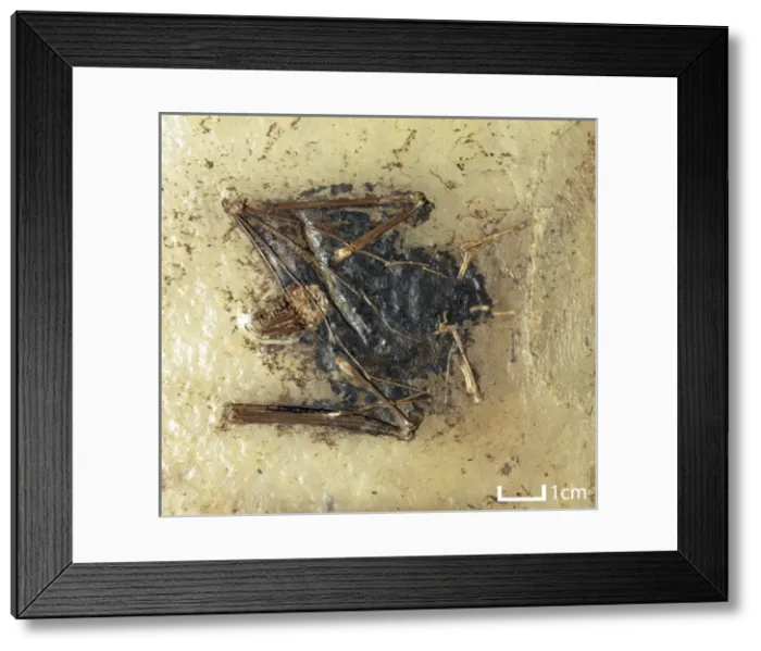 Framed Print : Palaeochiropteryx tupaiodon Framed Print : Palaeochiropteryx tupaiodon