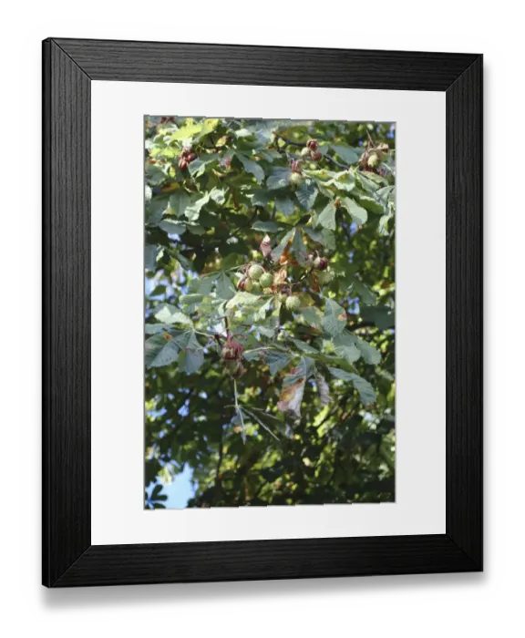 Framed Print : Aesculus hippocastanum, horse chestnut tree Framed Print : Aesculus hippocastanum, horse chestnut tree