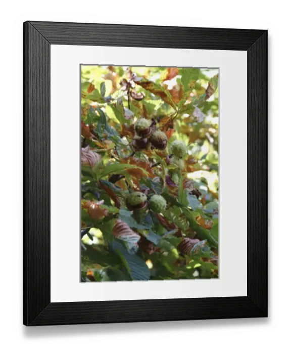 Framed Print : Aesculus hippocastanum, horse chestnut tree Framed Print : Aesculus hippocastanum, horse chestnut tree