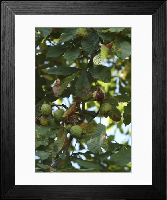 Framed Print : Aesculus hippocastanum, horse chestnut tree Framed Print : Aesculus hippocastanum, horse chestnut tree