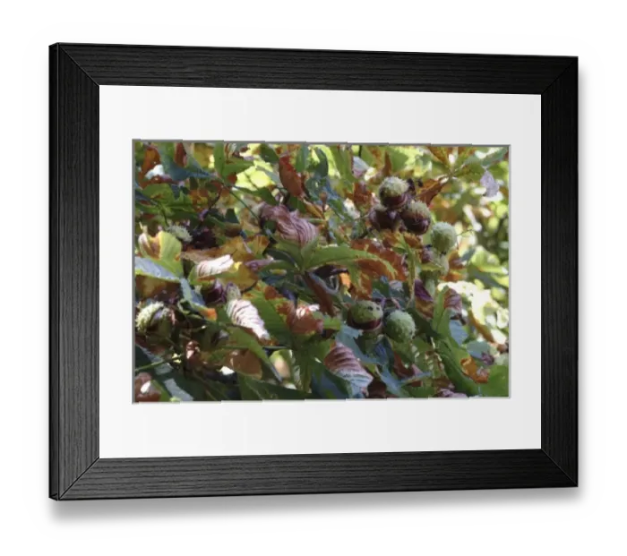 Framed Print : Aesculus hippocastanum, horse chestnut tree Framed Print : Aesculus hippocastanum, horse chestnut tree