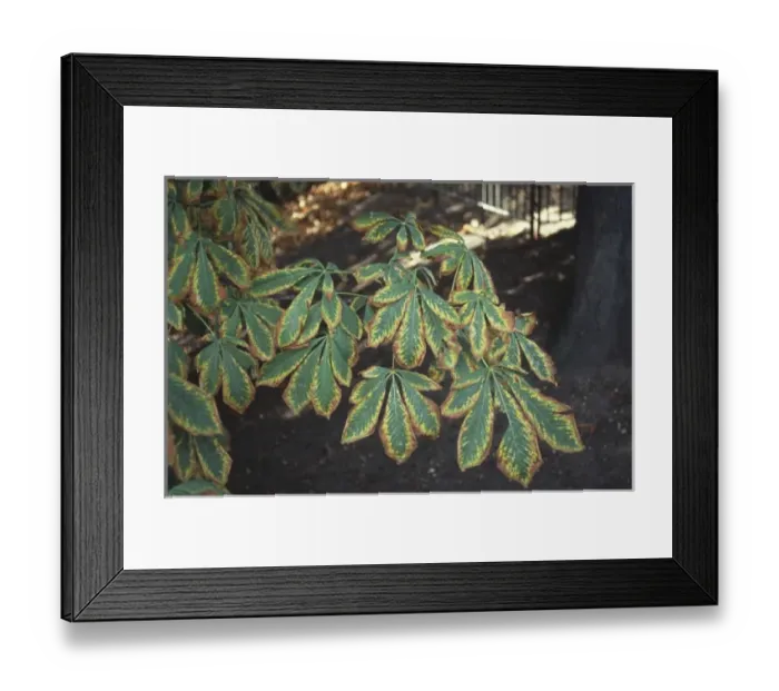 Framed Print : Aesculus hippocastanum, horse chestnut tree Framed Print : Aesculus hippocastanum, horse chestnut tree