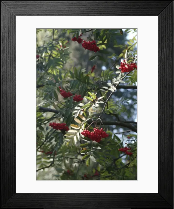Framed Print : Sorbus aucuparia, rowan tree Framed Print : Sorbus aucuparia, rowan tree