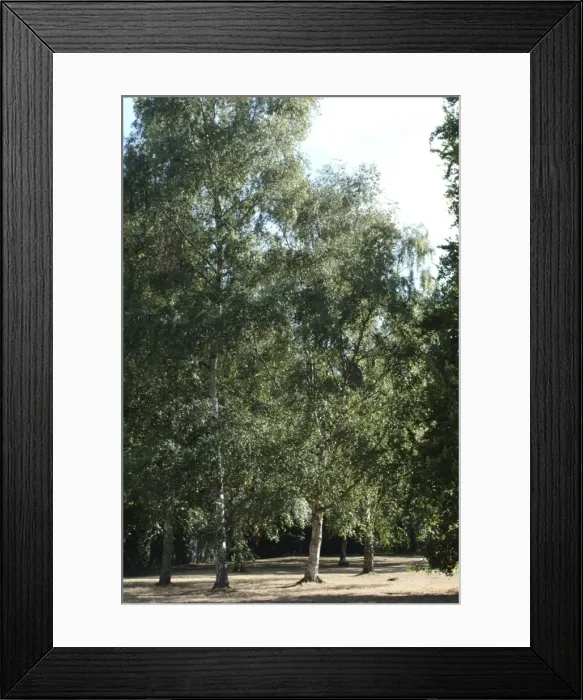 Framed Print : Betula pendula, silver birch Framed Print : Betula pendula, silver birch