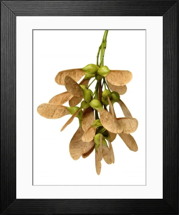 Framed Print : Acer pseudoplatanus, sycamore Framed Print : Acer pseudoplatanus, sycamore