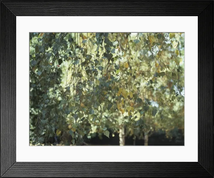 Framed Print : Betula pendula, silver birch Framed Print : Betula pendula, silver birch