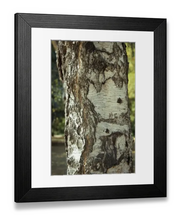 Framed Print : Betula pendula, silver birch Framed Print : Betula pendula, silver birch