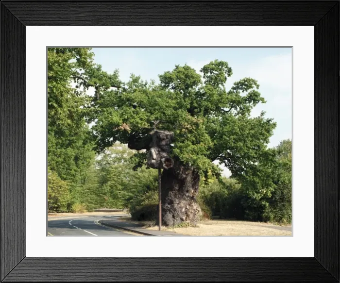 Framed Print : Quercus sp. crouch oak Framed Print : Quercus sp. crouch oak
