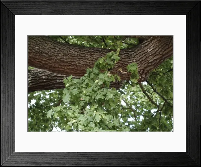 Framed Print : Quercus sp. crouch oak Framed Print : Quercus sp. crouch oak