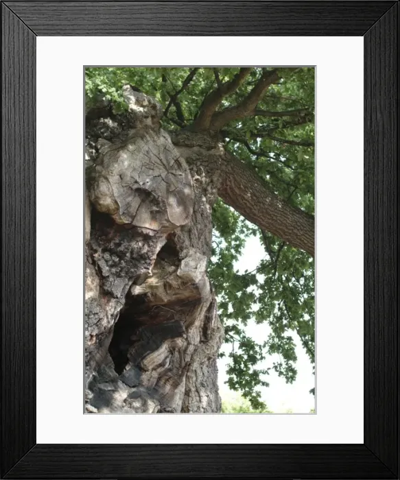 Framed Print : Quercus sp. crouch oak Framed Print : Quercus sp. crouch oak