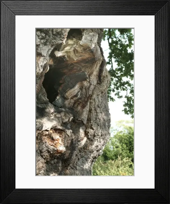 Framed Print : Quercus sp. crouch oak Framed Print : Quercus sp. crouch oak