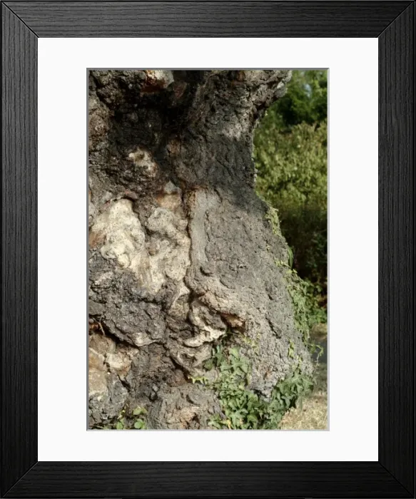 Framed Print : Quercus sp. crouch oak Framed Print : Quercus sp. crouch oak