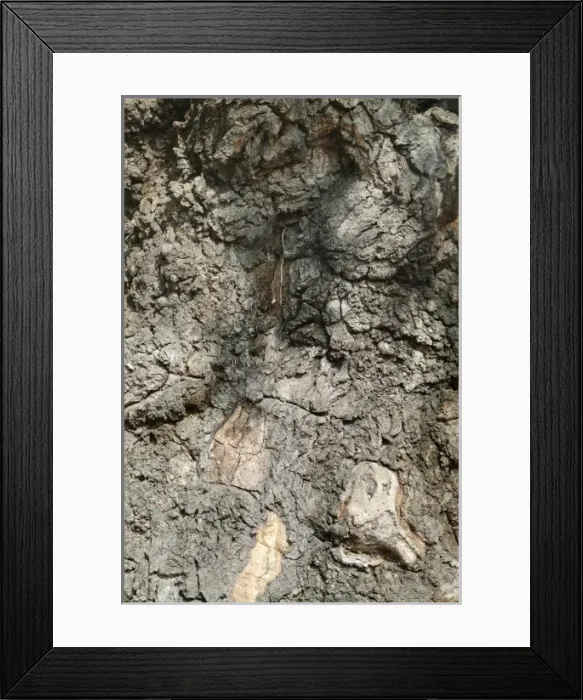 Framed Print : Quercus sp. crouch oak Framed Print : Quercus sp. crouch oak