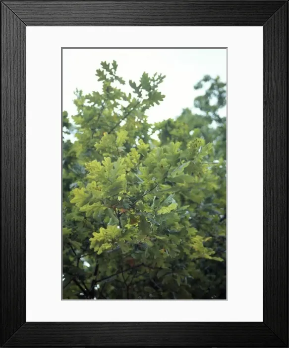Framed Print : Quercus sp. oak Framed Print : Quercus sp. oak