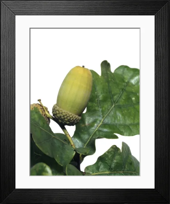 Framed Print : Quercus sp. oak Framed Print : Quercus sp. oak