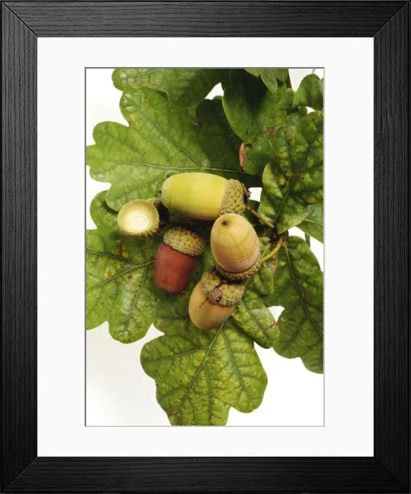 Framed Print : Quercus sp. oak Framed Print : Quercus sp. oak