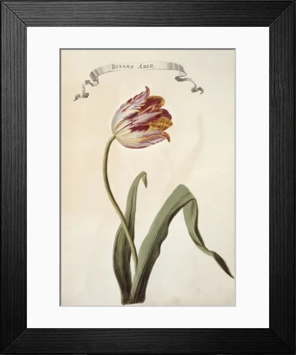 Framed Print : Tulipa sp. tulip Framed Print : Tulipa sp. tulip