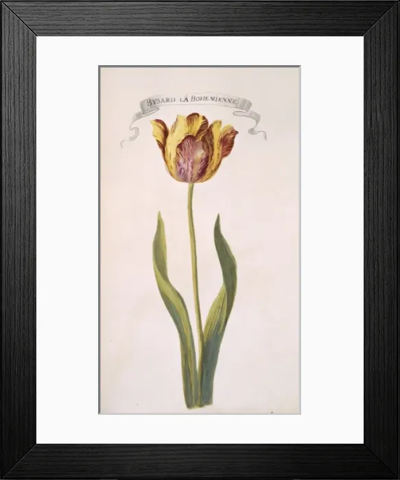 Framed Print : Tulipa sp. tulip Framed Print : Tulipa sp. tulip