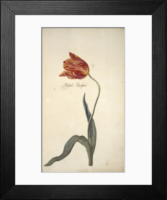 Framed Print : Tulipa sp. tulip Framed Print : Tulipa sp. tulip